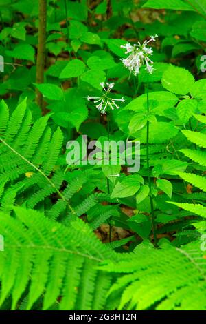 Largeflüster Baldrian (Valeriana pauciflora), Hemlock Cliffs Special Place, Hoosier National Forest, Indiana Stockfoto