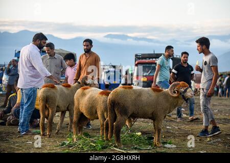 Srinagar, Indien. Juli 2021. Ein Schafsverkäufer besucht einen Kunden auf einem provisorischen Markt vor dem Heiligen Fest. Eid-ul-Adha wird am 21. Juli dieses Jahres in Indien und Pakistan beobachtet. In Saudi-Arabien wurde es heute am 20. Juli 2021 gefeiert. Es fällt in der Regel auf den zehnten Tag von Dhu al-Hijjah (der Monat der Pilgerfahrt für alle Muslime auf der ganzen Welt), der zwölften Monat des islamischen oder Mondkalenders Eid al-Adha. Kredit: SOPA Images Limited/Alamy Live Nachrichten Stockfoto