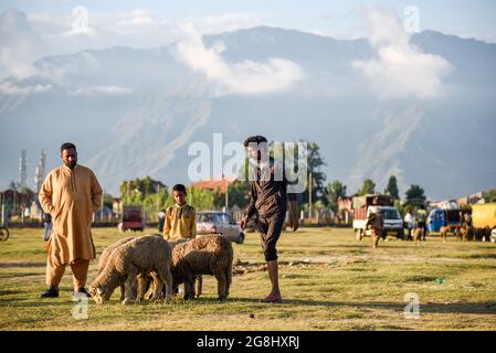Srinagar, Indien. Juli 2021. Ein Schafsverkäufer wartet auf Kunden auf einem provisorischen Markt vor dem Heiligen Fest. Eid-ul-Adha wird am 21. Juli dieses Jahres in Indien und Pakistan beobachtet. In Saudi-Arabien wurde es heute am 20. Juli 2021 gefeiert. Es fällt in der Regel auf den zehnten Tag von Dhu al-Hijjah (der Monat der Pilgerfahrt für alle Muslime auf der ganzen Welt), der zwölften Monat des islamischen oder Mondkalenders Eid al-Adha. Kredit: SOPA Images Limited/Alamy Live Nachrichten Stockfoto