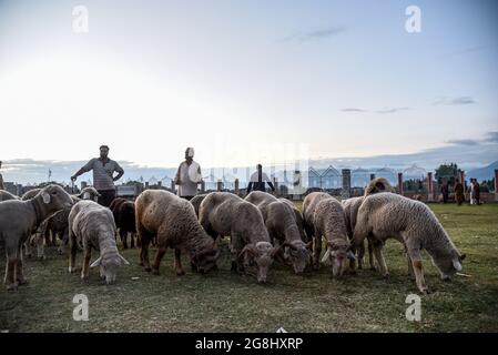 Srinagar, Indien. Juli 2021. Schafsverkäufer warten auf Kunden auf einem provisorischen Markt vor dem Heiligen Fest. Eid-ul-Adha wird am 21. Juli dieses Jahres in Indien und Pakistan beobachtet. In Saudi-Arabien wurde es heute am 20. Juli 2021 gefeiert. Es fällt in der Regel auf den zehnten Tag von Dhu al-Hijjah (der Monat der Pilgerfahrt für alle Muslime auf der ganzen Welt), der zwölften Monat des islamischen oder Mondkalenders Eid al-Adha. Kredit: SOPA Images Limited/Alamy Live Nachrichten Stockfoto