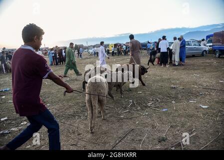 Srinagar, Indien. Juli 2021. Ein Schafsverkäufer sah, wie er vor dem Heiligen Fest auf einem provisorischen Markt ein Schaf zog. Eid-ul-Adha wird am 21. Juli dieses Jahres in Indien und Pakistan beobachtet. In Saudi-Arabien wurde es heute am 20. Juli 2021 gefeiert. Es fällt in der Regel auf den zehnten Tag von Dhu al-Hijjah (der Monat der Pilgerfahrt für alle Muslime auf der ganzen Welt), der zwölften Monat des islamischen oder Mondkalenders Eid al-Adha. Kredit: SOPA Images Limited/Alamy Live Nachrichten Stockfoto