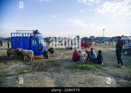 Srinagar, Indien. Juli 2021. Schafsverkäufer warten auf Kunden auf einem provisorischen Markt vor dem Heiligen Fest. Eid-ul-Adha wird am 21. Juli dieses Jahres in Indien und Pakistan beobachtet. In Saudi-Arabien wurde es heute am 20. Juli 2021 gefeiert. Es fällt in der Regel auf den zehnten Tag von Dhu al-Hijjah (der Monat der Pilgerfahrt für alle Muslime auf der ganzen Welt), der zwölften Monat des islamischen oder Mondkalenders Eid al-Adha. Kredit: SOPA Images Limited/Alamy Live Nachrichten Stockfoto