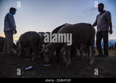 Srinagar, Indien. Juli 2021. Silhouetten von Schafsverkäufern, die auf einem provisorischen Markt vor dem Heiligen Fest auf Kunden warten. Eid-ul-Adha wird am 21. Juli dieses Jahres in Indien und Pakistan beobachtet. In Saudi-Arabien wurde es heute am 20. Juli 2021 gefeiert. Es fällt in der Regel auf den zehnten Tag von Dhu al-Hijjah (der Monat der Pilgerfahrt für alle Muslime auf der ganzen Welt), der zwölften Monat des islamischen oder Mondkalenders Eid al-Adha. (Foto von Idrees Abbas/SOPA Images/Sipa USA) Quelle: SIPA USA/Alamy Live News Stockfoto