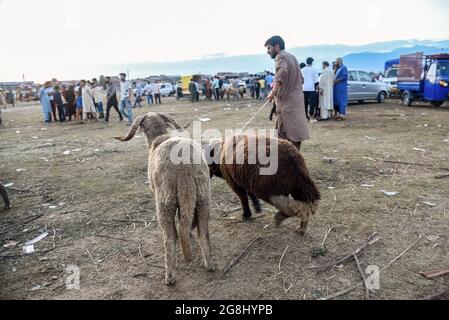 Srinagar, Indien. Juli 2021. Ein Schafsverkäufer sah, wie er vor dem Heiligen Fest auf einem provisorischen Markt ein Schaf zog. Eid-ul-Adha wird am 21. Juli dieses Jahres in Indien und Pakistan beobachtet. In Saudi-Arabien wurde es heute am 20. Juli 2021 gefeiert. Es fällt in der Regel auf den zehnten Tag von Dhu al-Hijjah (der Monat der Pilgerfahrt für alle Muslime auf der ganzen Welt), der zwölften Monat des islamischen oder Mondkalenders Eid al-Adha. (Foto von Idrees Abbas/SOPA Images/Sipa USA) Quelle: SIPA USA/Alamy Live News Stockfoto