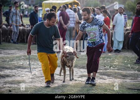 Srinagar, Indien. Juli 2021. Muslimische Käufer sahen mit einem Schaf auf einem provisorischen Markt auf einem provisorischen Markt vor dem Heiligen Fest. Eid-ul-Adha wird am 21. Juli dieses Jahres in Indien und Pakistan beobachtet. In Saudi-Arabien wurde es heute am 20. Juli 2021 gefeiert. Es fällt in der Regel auf den zehnten Tag von Dhu al-Hijjah (der Monat der Pilgerfahrt für alle Muslime auf der ganzen Welt), der zwölften Monat des islamischen oder Mondkalenders Eid al-Adha. (Foto von Idrees Abbas/SOPA Images/Sipa USA) Quelle: SIPA USA/Alamy Live News Stockfoto