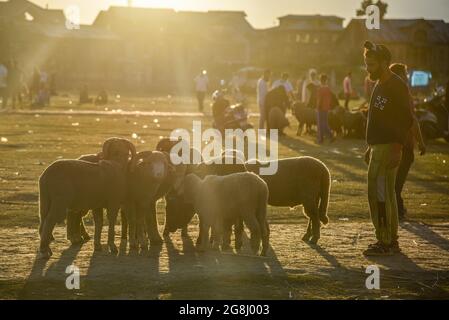 Srinagar, Indien. Juli 2021. Ein Schafsverkäufer wartet auf Kunden auf einem provisorischen Markt vor dem Heiligen Fest. Eid-ul-Adha wird am 21. Juli dieses Jahres in Indien und Pakistan beobachtet. In Saudi-Arabien wurde es heute am 20. Juli 2021 gefeiert. Es fällt in der Regel auf den zehnten Tag von Dhu al-Hijjah (der Monat der Pilgerfahrt für alle Muslime auf der ganzen Welt), der zwölften Monat des islamischen oder Mondkalenders Eid al-Adha. (Foto von Idrees Abbas/SOPA Images/Sipa USA) Quelle: SIPA USA/Alamy Live News Stockfoto