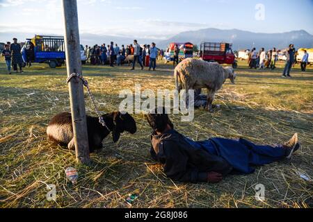 Srinagar, Indien. Juli 2021. Ein Schafsverkäufer sah sich ausruhen, als er auf einem provisorischen Markt vor dem Heiligen Fest auf Kunden wartet. Eid-ul-Adha wird am 21. Juli dieses Jahres in Indien und Pakistan beobachtet. In Saudi-Arabien wurde es heute am 20. Juli 2021 gefeiert. Es fällt in der Regel auf den zehnten Tag von Dhu al-Hijjah (der Monat der Pilgerfahrt für alle Muslime auf der ganzen Welt), der zwölften Monat des islamischen oder Mondkalenders Eid al-Adha. (Foto von Idrees Abbas/SOPA Images/Sipa USA) Quelle: SIPA USA/Alamy Live News Stockfoto