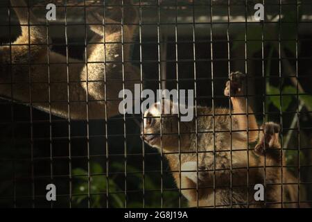 Slow Loris in einem von der International Animal Rescue (IAR) in Ciapus, Bogor, West Java, Indonesien betriebenen Reha-Zentrum für Wildtiere. Die Primaten wurden vor dem Handel mit Wildtieren gerettet und werden in die Wildnis entlassen, sobald sie bereit sind. Stockfoto