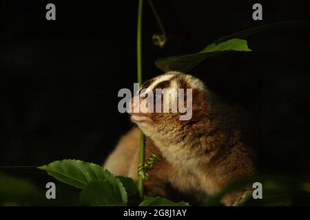 Slow Loris in einem von der International Animal Rescue (IAR) in Ciapus, Bogor, West Java, Indonesien betriebenen Reha-Zentrum für Wildtiere. Die Primaten wurden vor dem Handel mit Wildtieren gerettet und werden in die Wildnis entlassen, sobald sie bereit sind. Stockfoto