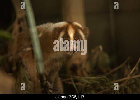 Slow Loris in einem von der International Animal Rescue (IAR) in Ciapus, Bogor, West Java, Indonesien betriebenen Reha-Zentrum für Wildtiere. Die Primaten wurden vor dem Handel mit Wildtieren gerettet und werden in die Wildnis entlassen, sobald sie bereit sind. Stockfoto