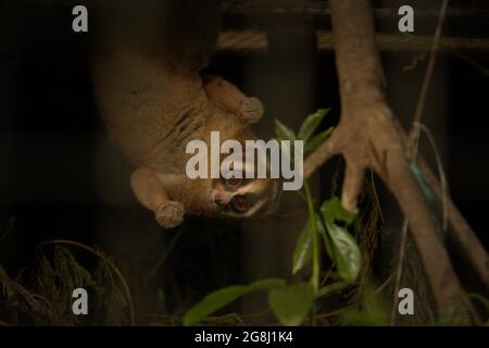 Slow Loris in einem von der International Animal Rescue (IAR) in Ciapus, Bogor, West Java, Indonesien betriebenen Reha-Zentrum für Wildtiere. Die Primaten wurden vor dem Handel mit Wildtieren gerettet und werden in die Wildnis entlassen, sobald sie bereit sind. Stockfoto