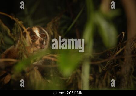 Slow Loris in einem von der International Animal Rescue (IAR) in Ciapus, Bogor, West Java, Indonesien betriebenen Reha-Zentrum für Wildtiere. Die Primaten wurden vor dem Handel mit Wildtieren gerettet und werden in die Wildnis entlassen, sobald sie bereit sind. Stockfoto