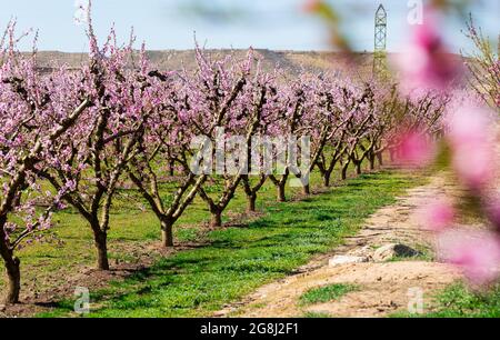 Pfirsichblüte auf den Feldern und Wiesen Europas Stockfoto