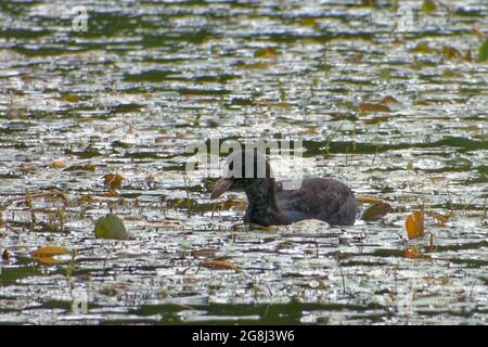 Ein junger Eurasischer Ruß (Fulica atra), der Mitte Juli in einem Süßwasserteich schwimmt und sich ernährt. Stockfoto