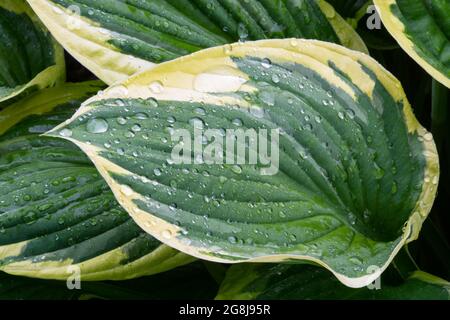 Wassertropfen auf einem Hosta Blatt Stockfoto