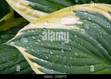 Wassertropfen auf einem Hosta Blatt Stockfoto