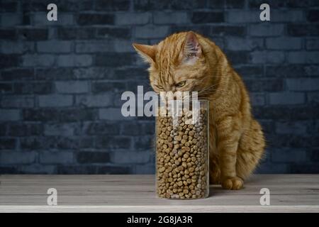 Rote Katze stiehlt trockenes Katzenfutter im Vorratsbehälter. Horizontales Bild mit Kopierbereich. Stockfoto
