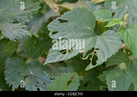 Die Blätter der Pflanze wurden von Würmern beschädigt und perforiert. Sommer. Stockfoto