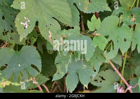 Die Blätter der Pflanze wurden von Würmern beschädigt und perforiert. Sommer. Stockfoto