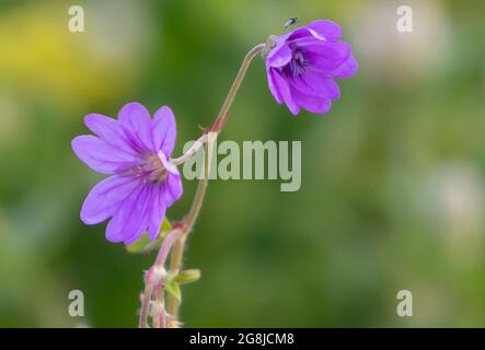 Nahaufnahme von violetten Geranien, Pelargonium-Blüten mit grün verschwommenem Hintergrund an einem Frühlingstag Stockfoto