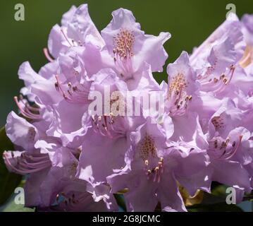 Nahaufnahme von pazifischen Rhododendronblüten mit grün verschwommenem Hintergrund an einem Frühlingstag Stockfoto