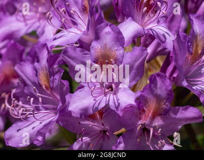Nahaufnahme von lila pazifischen Rhododendronblüten an einem Frühlingstag Stockfoto