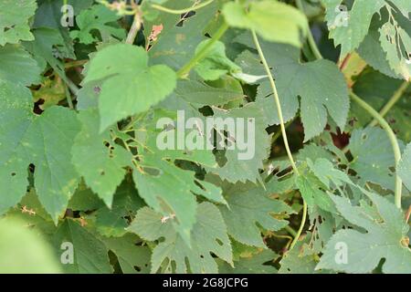 Die Blätter der Pflanze wurden von Würmern beschädigt und perforiert. Sommer. Stockfoto