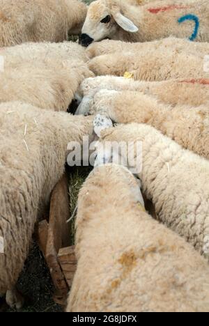 Eine Gruppe von Schafen auf dem Viehmarkt Stockfoto