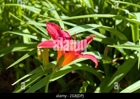 Rote Hemerocallis oder Daylilies Pflanzen. Rot-violette Taglilien blühen oder Hemerocallis. Taglilien auf grünem Blatthintergrund. Blumenbeete mit Blumen in g Stockfoto