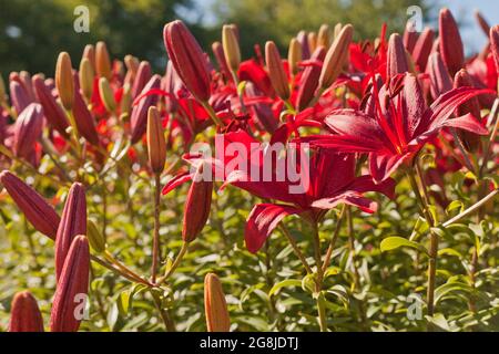 Rote Hemerocallis oder Daylilies Pflanzen. Rot-violette Taglilien blühen oder Hemerocallis. Taglilien auf grünem Blatthintergrund. Blumenbeete mit Blumen in g Stockfoto