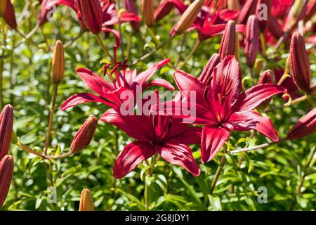 Rote Hemerocallis oder Daylilies Pflanzen. Rot-violette Taglilien blühen oder Hemerocallis. Taglilien auf grünem Blatthintergrund. Blumenbeete mit Blumen in g Stockfoto