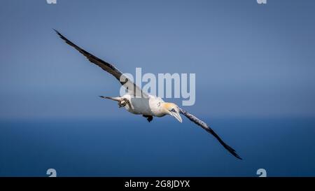 Nördliche Gantels fliegen über Bempton Cliffs in Yorkshire UK Stockfoto