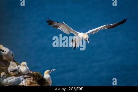 Nördliche Gantels fliegen über Bempton Cliffs in Yorkshire UK Stockfoto