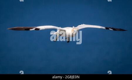 Nördliche Gantels fliegen über Bempton Cliffs in Yorkshire UK Stockfoto