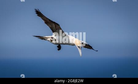 Nördliche Gantels fliegen über Bempton Cliffs in Yorkshire UK Stockfoto