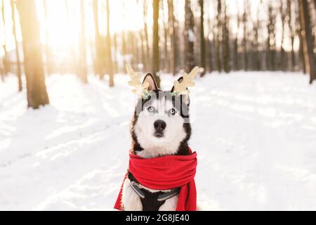 Weihnachten Husky Hund in rotem Schal, Hirsch Hörner, Weihnachtsmann Kleidung im verschneiten Wald Stockfoto