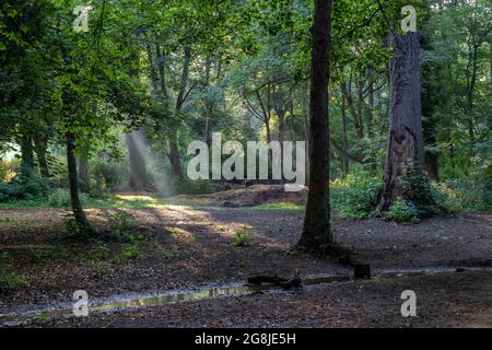 Northampton, Großbritannien. Wetter, 21. Juli 202. Sonnenwellen kommen am frühen Morgen im Abington Park auf die Bäume im Spinney, nach Gewitter und Regen in den letzten Nächten wird es sehr feucht werden. Kredit: Keith J Smith./Alamy Live Nachrichten Stockfoto