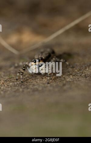 Augen von grauem Wandpullover, Menemerus bivitattus, Satara Maharashtra indien Stockfoto