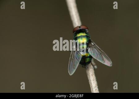 Blaue Flasche Fly, Calliphora vomitoria, Satara, Maharashtra, Indien Stockfoto