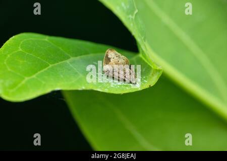 Eriovixia gryffindori auf Blatt, Satara, Maharashtra, Indien Stockfoto