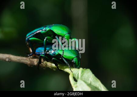 Paarung eines grünen Edelkäfer Vorderansicht, Cyprolais quadrimaculata (Fabricius, 1781) , Satara, Maharashtra, Indien Stockfoto