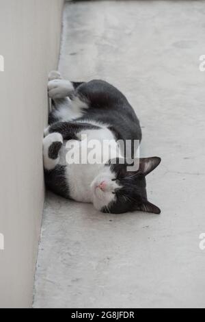 Streunende niedliche Katze schlafen auf Zementboden. Stockfoto