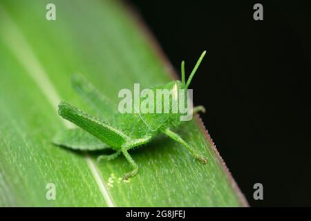 Nymphe der Wiesengrasschrecke, Chorthippus parallelus, Satara, Maharashtra, Indien Stockfoto