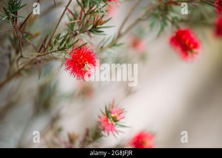 Schöne karmesinrote Bottelbürstenpflanze Callistemon citrinus Hintergrund mit weichem Fokus und bewältigen Raum Stockfoto