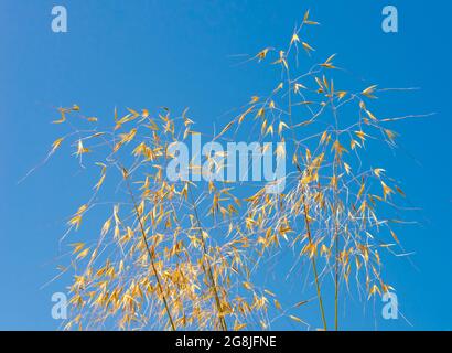 Goldener Hafer Stipa gigantea Gras Poaceae Familienansicht von unten gegen blauen Himmel Stockfoto