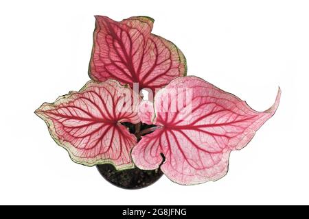 Draufsicht auf rosafarbene exotische 'Caladium Florida Sweetheart'-Pflanze in Blumentopf isoliert auf weißem Hintergrund Stockfoto