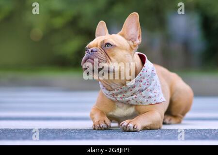 Gut erzogene rote französische Bulldogge, die ein geblümtes Bandanna um den Hals trägt Stockfoto