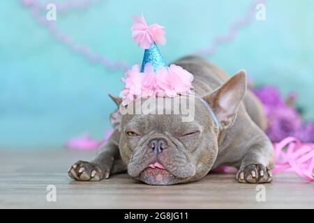 Geburtstagshund macht ein lustiges Gesicht. Flieder französische Bulldogge mit einem Teil Hut, der vor blauem Hintergrund liegt Stockfoto