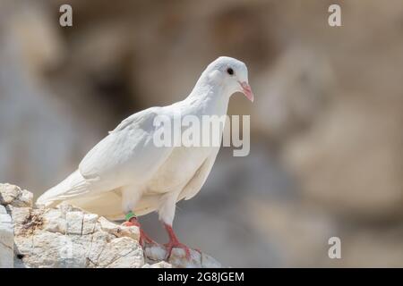 Eine weiße Taube thronte auf einem weißen Felsen Stockfoto