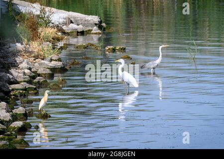 3 Arten von Watvögeln, ein Squacco Reiher, ein Großreiher und ein Graureiher auf Mikri Prespa See, Mazedonien, Nordgriechenland. Stockfoto